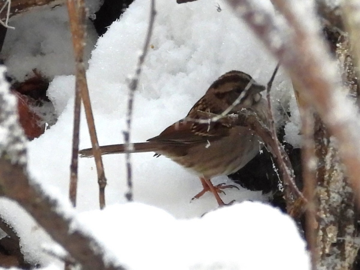 White-throated Sparrow - ML645743697