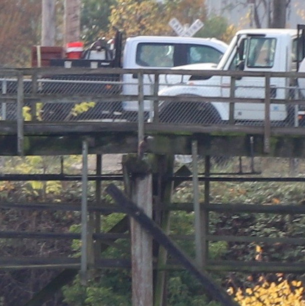 Pasifik Kara Sümsüğü - ML645743698