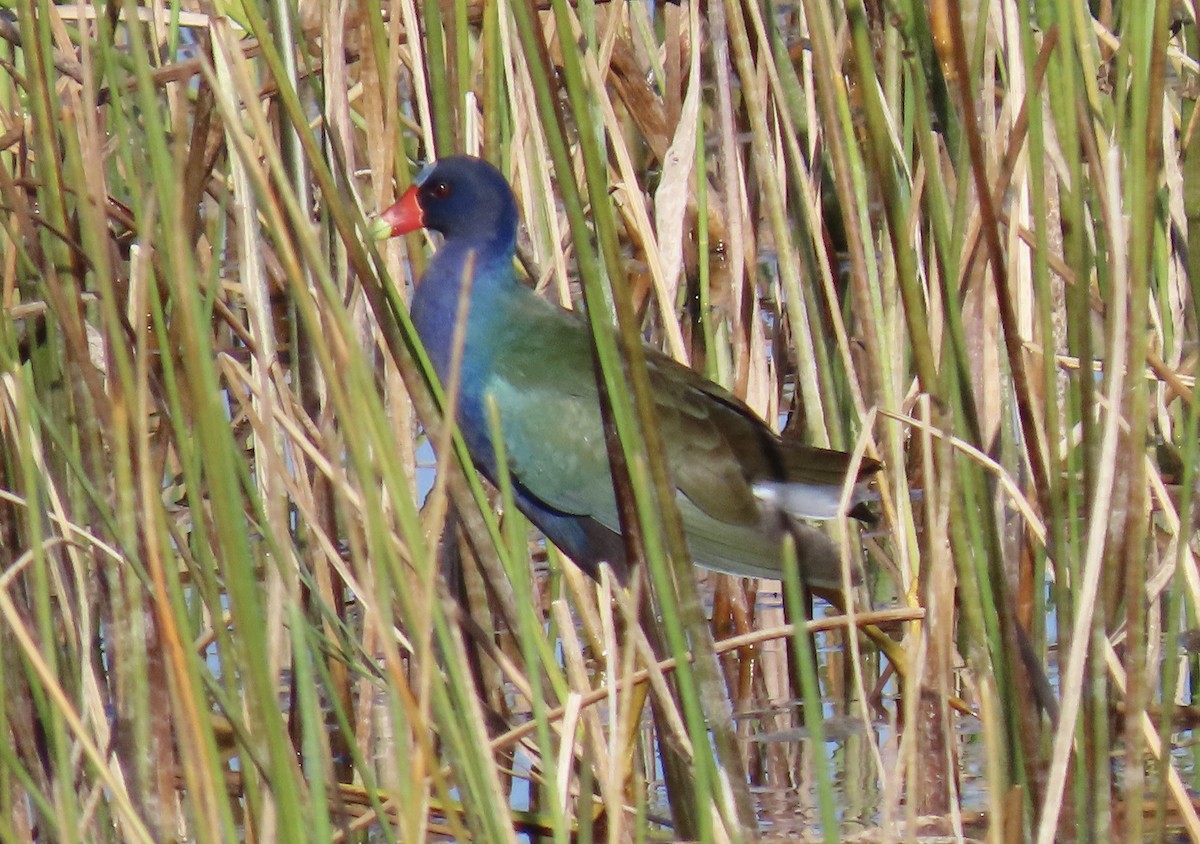 Sarı Bacaklı Sazhorozu - ML645743699