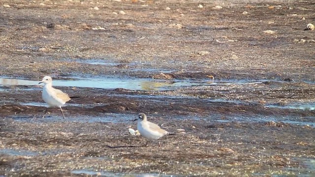 Amerika Gümüş Martısı - ML645743700