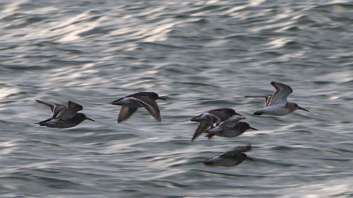 Mor Kumkuşu - ML645743701