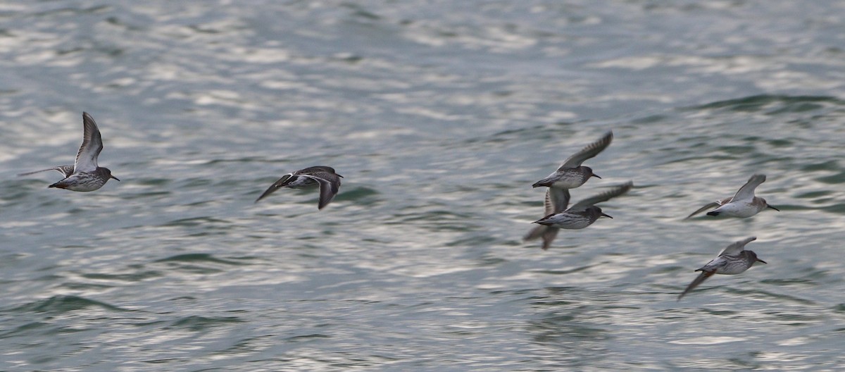 Mor Kumkuşu - ML645743702