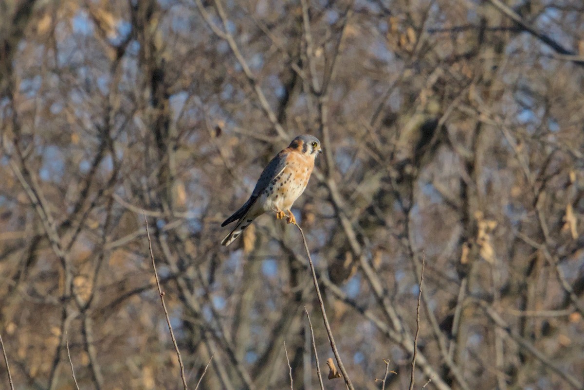 Ala Kerkenez - ML645743703