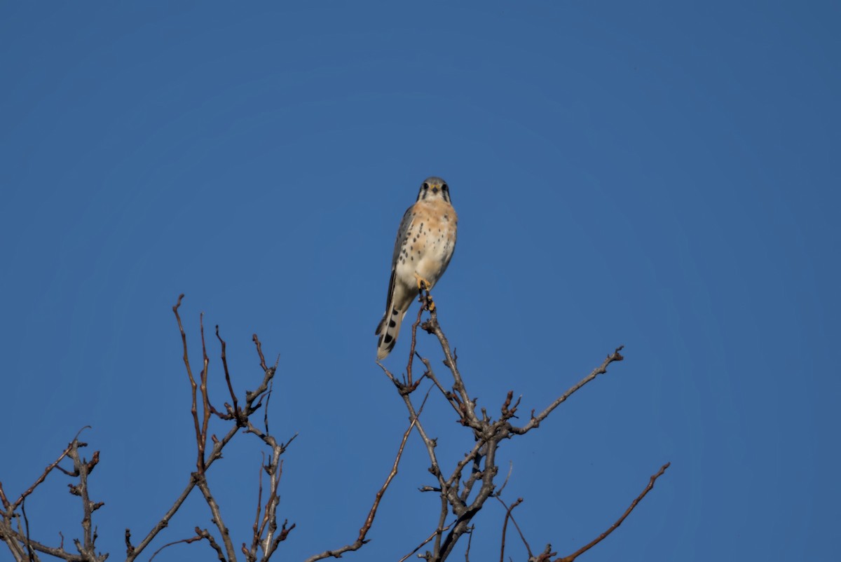 Ala Kerkenez - ML645743704