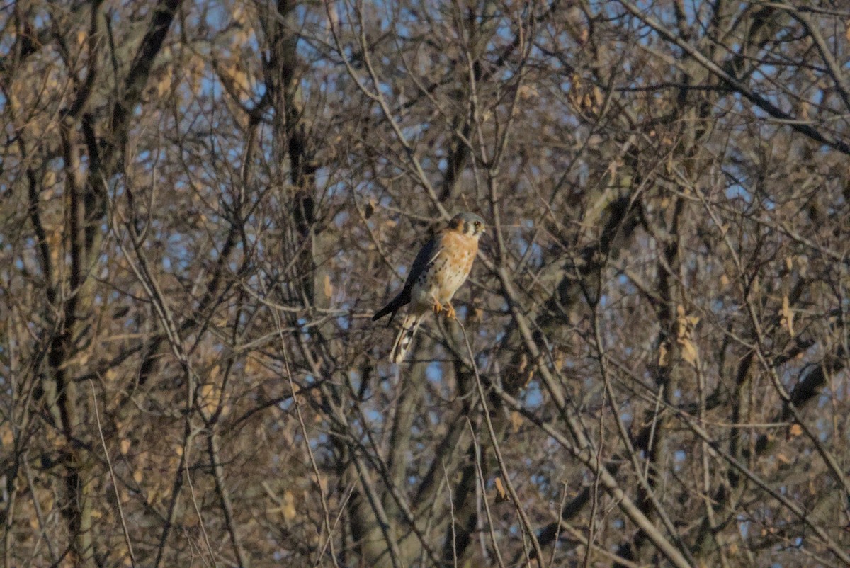 Ala Kerkenez - ML645743705