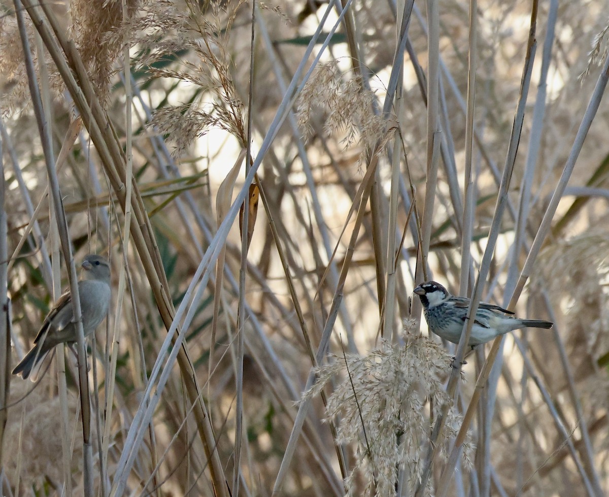 Söğüt Serçesi - ML645743710