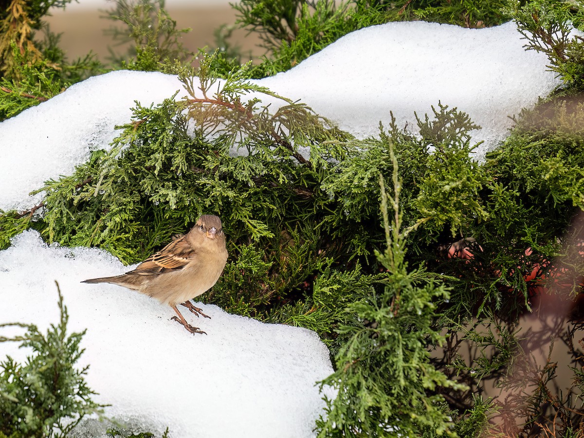 Serçe - ML645743711