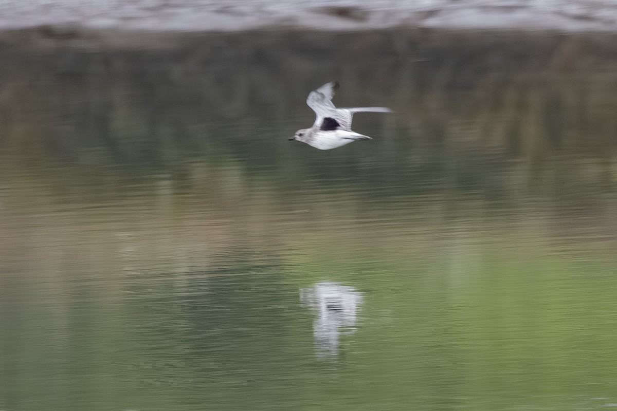 Gümüş Yağmurcun - ML645743712