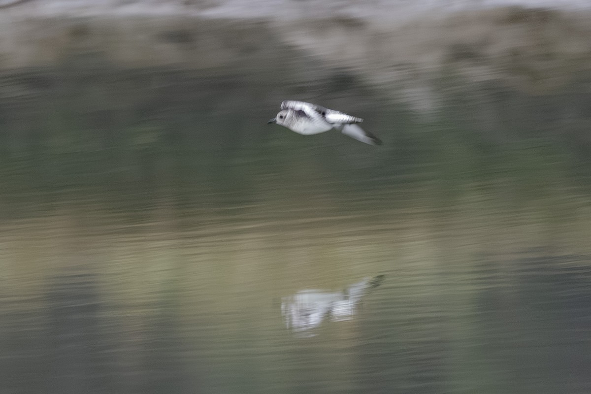 Gümüş Yağmurcun - ML645743713