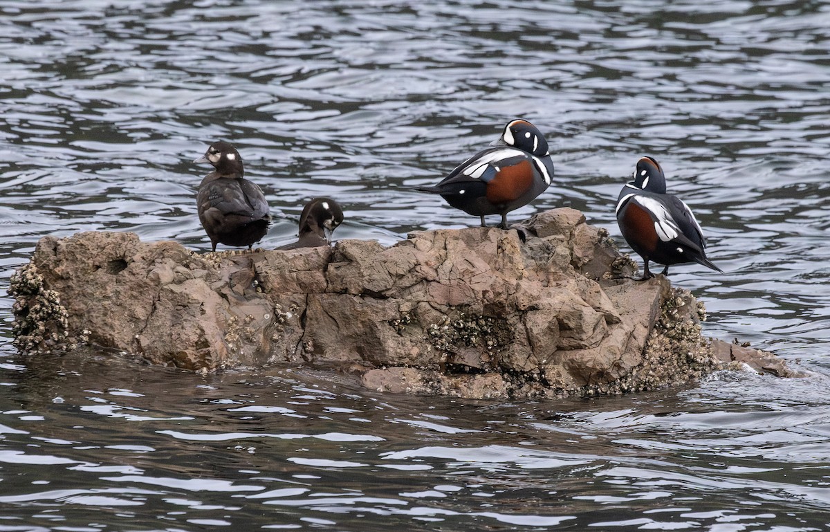 Harlequin Duck - ML645743714