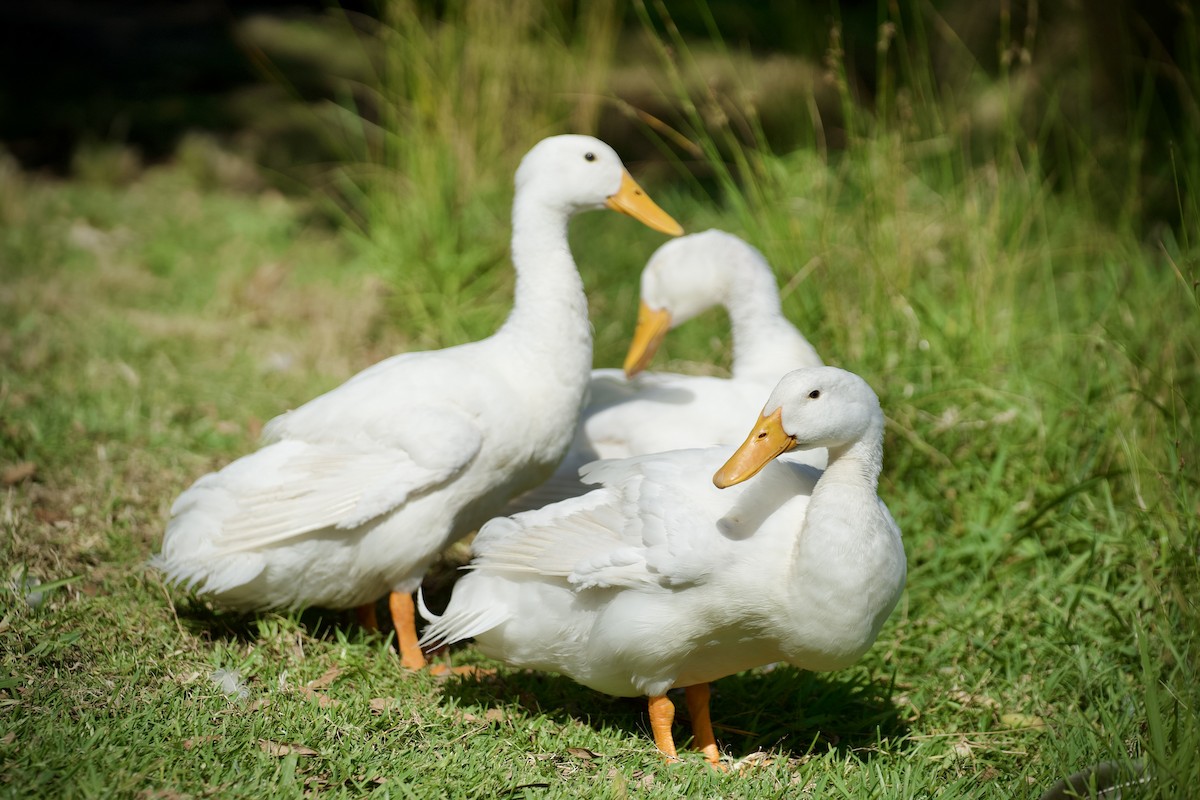 Yeşilbaş (evcil tip) - ML645743716