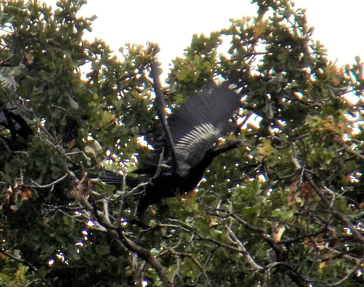 Amerika Yılanboyunu - ML645743717