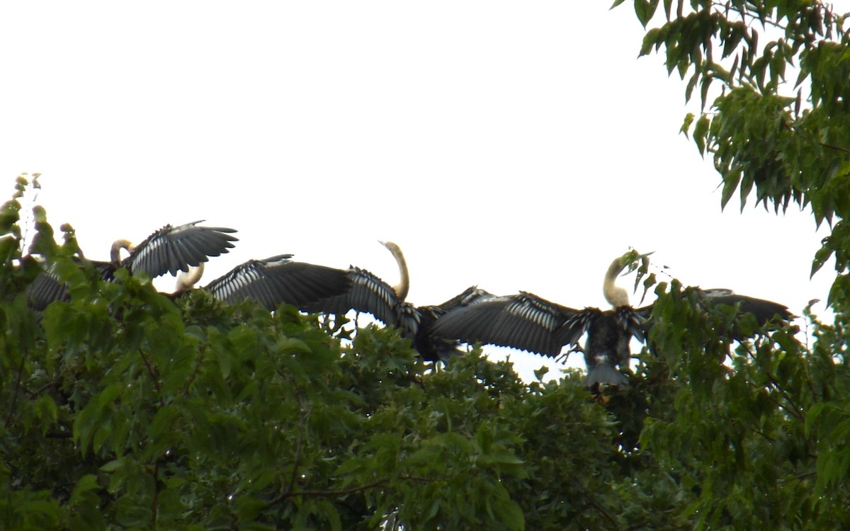 Amerika Yılanboyunu - ML645743718