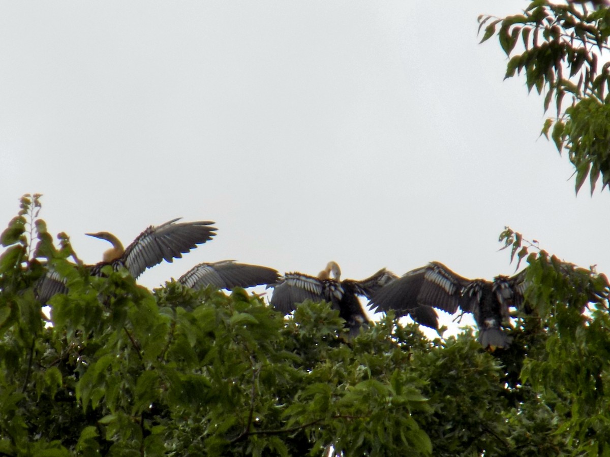 Amerika Yılanboyunu - ML645743719