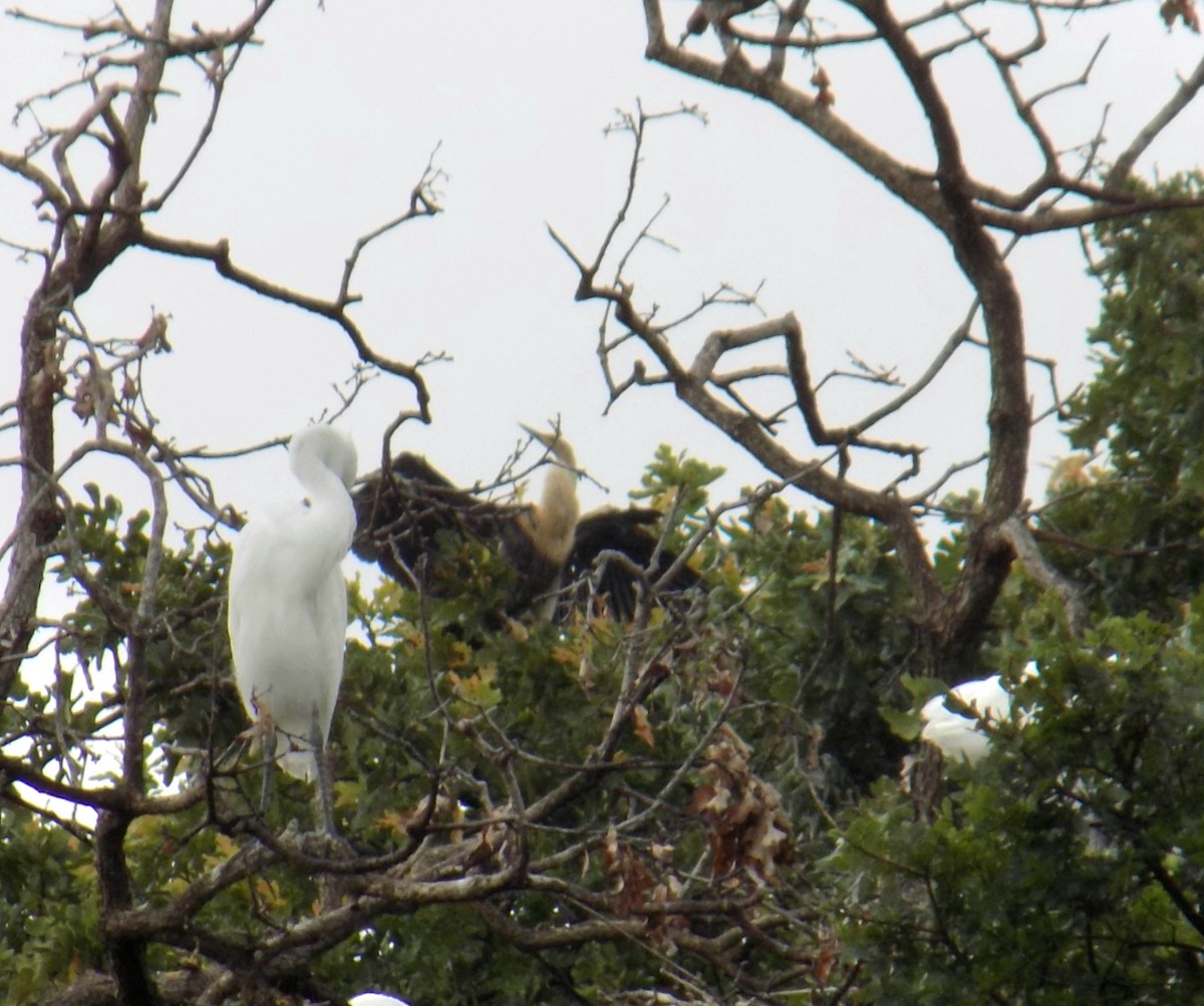 Amerika Yılanboyunu - ML645743720