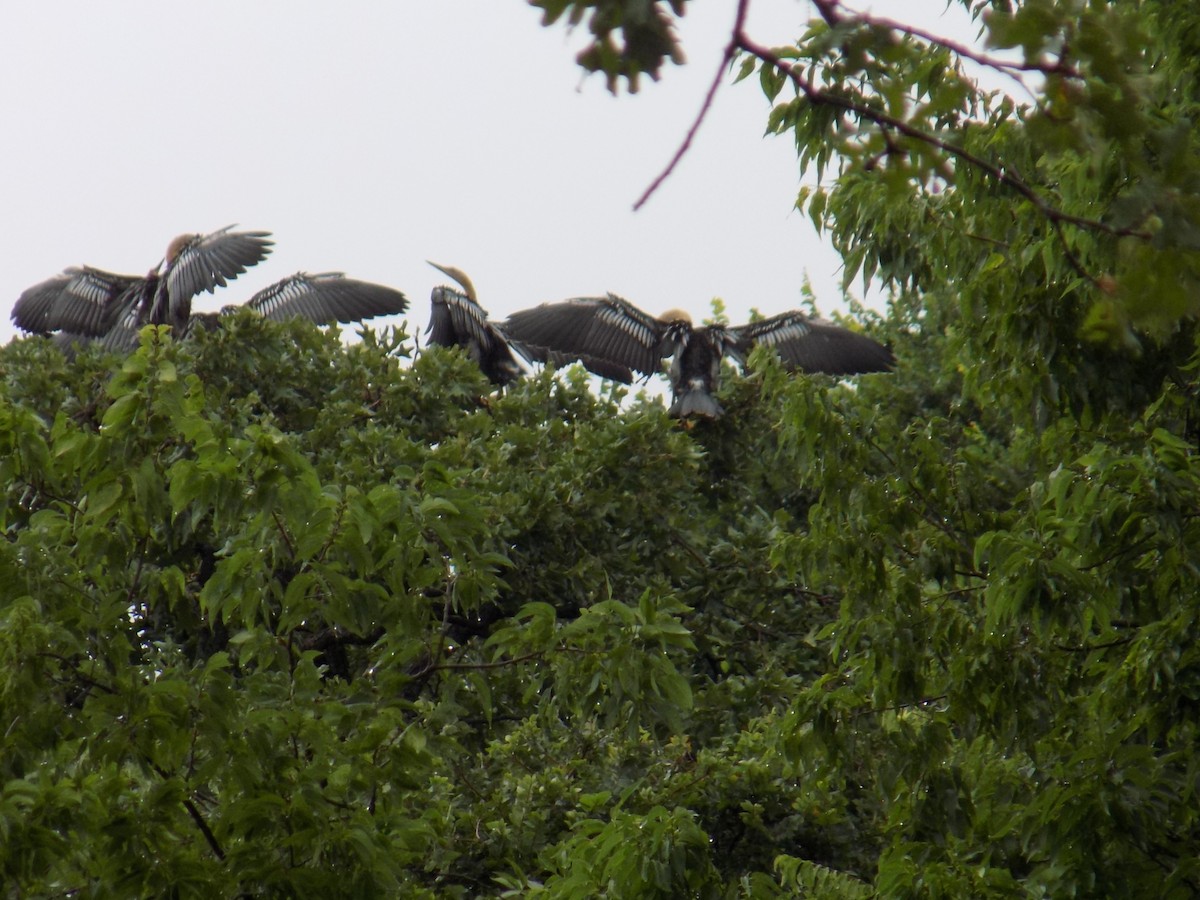 Amerika Yılanboyunu - ML645743721