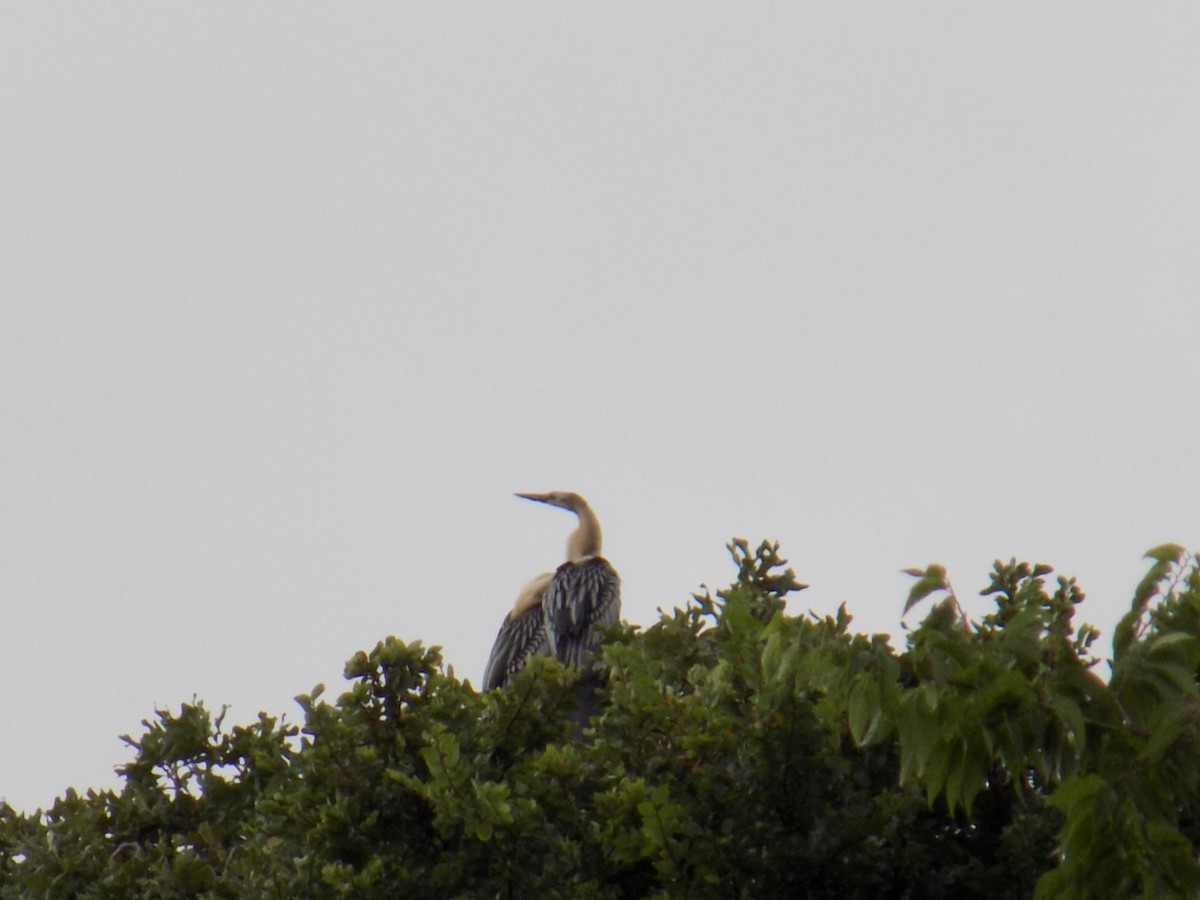 Amerika Yılanboyunu - ML645743722