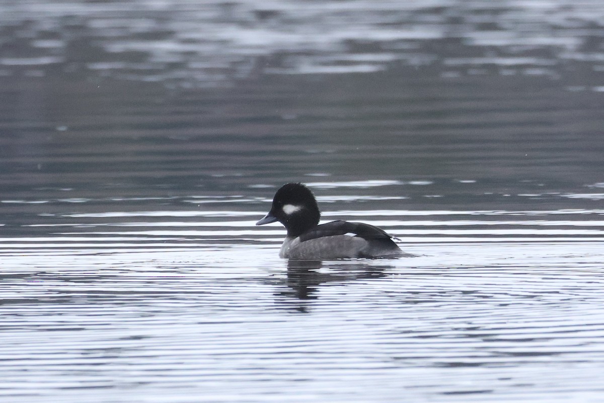 Ak Yanaklı Ördek - ML645743726