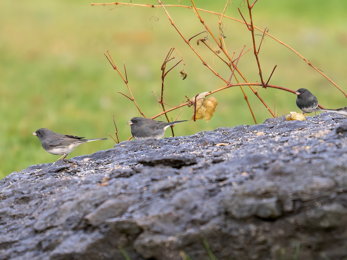 Kara Gözlü Junko - ML645743727