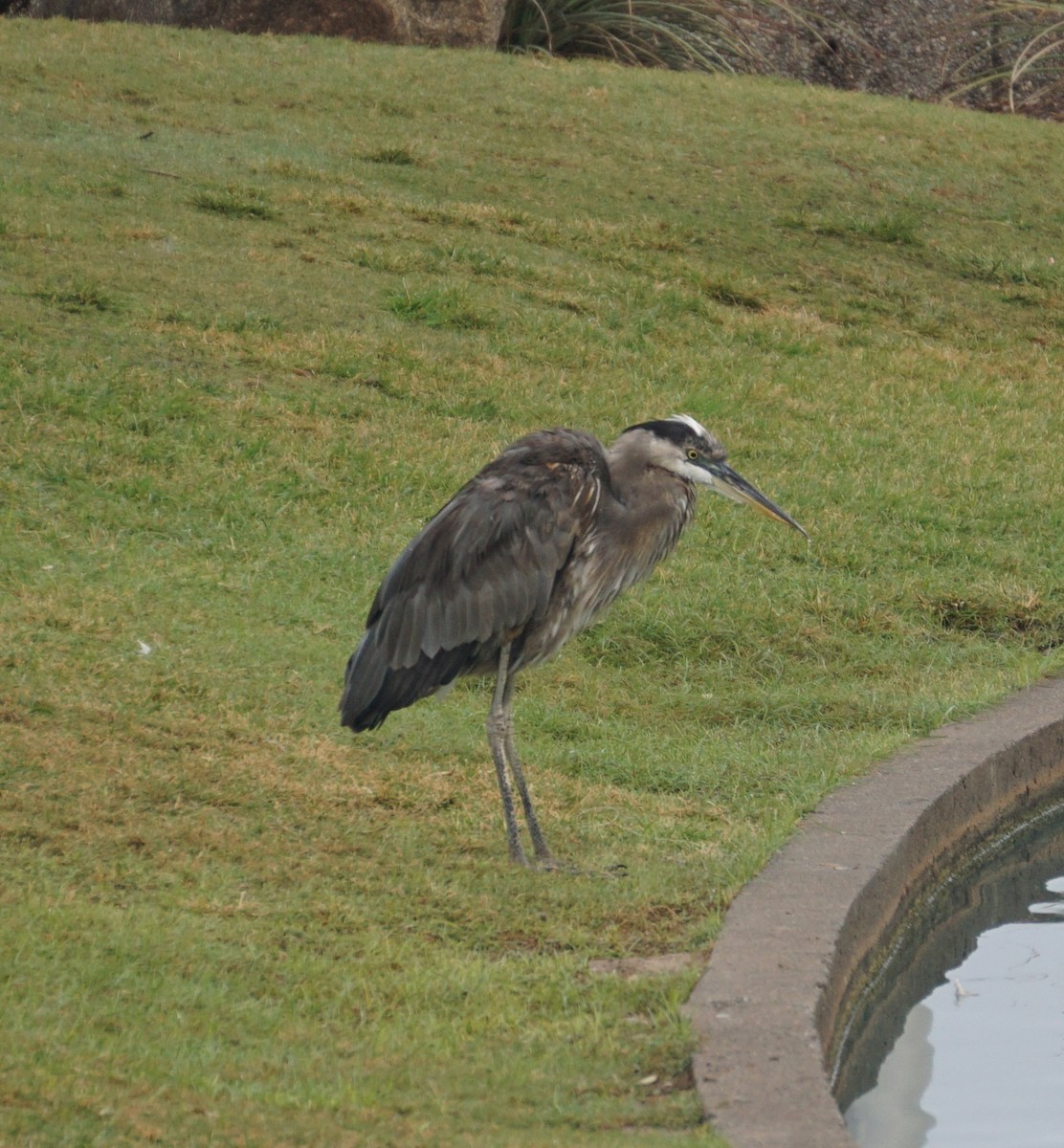 Amerika Gri Balıkçılı [herodias grubu] - ML645743728