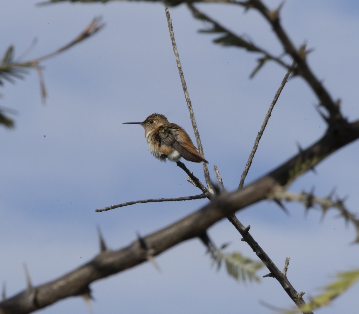 Kızıl Sırtlı/Allen Kolibrisi - ML645743730