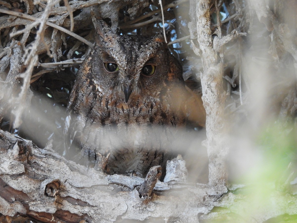 Madagaskar İshakkuşu (madagascariensis) - ML645743732