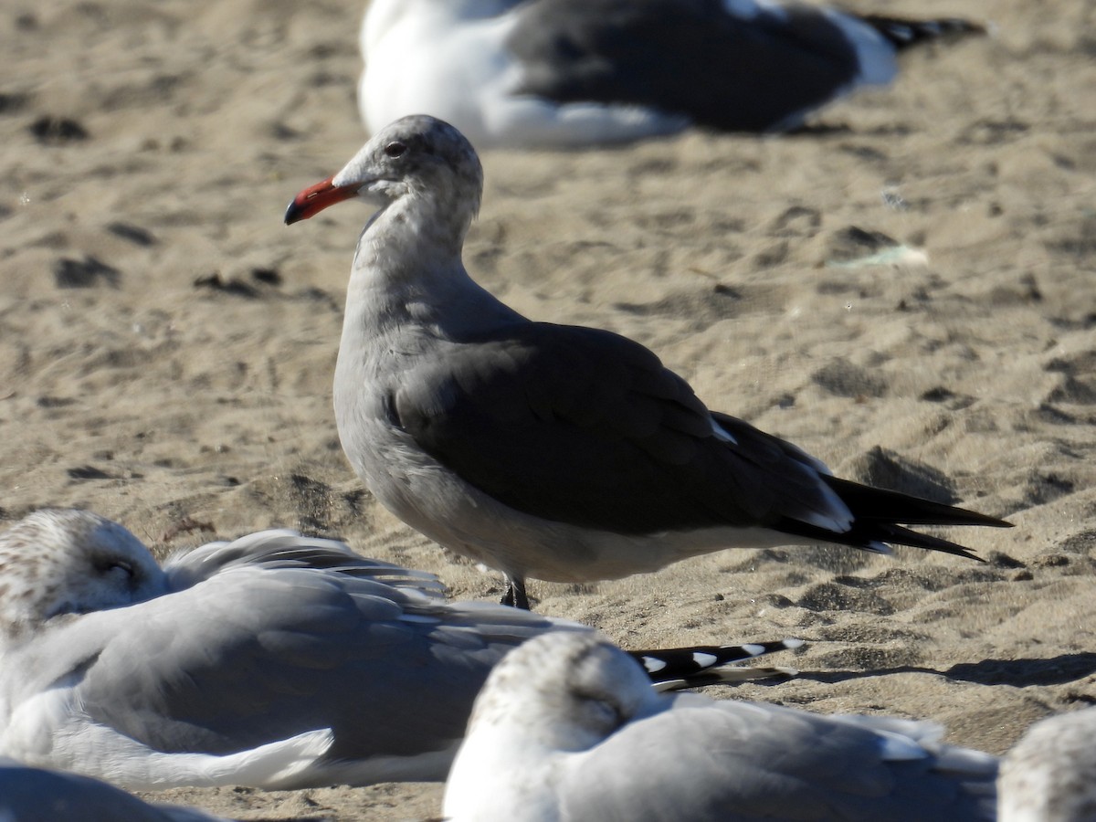 Heermann Martısı - ML645743733