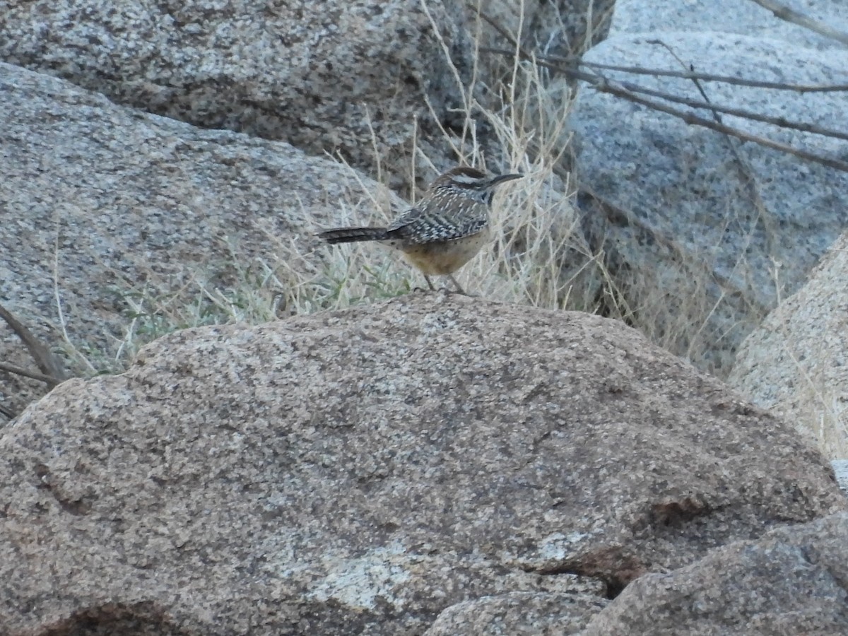 Cactus Wren - ML645743739
