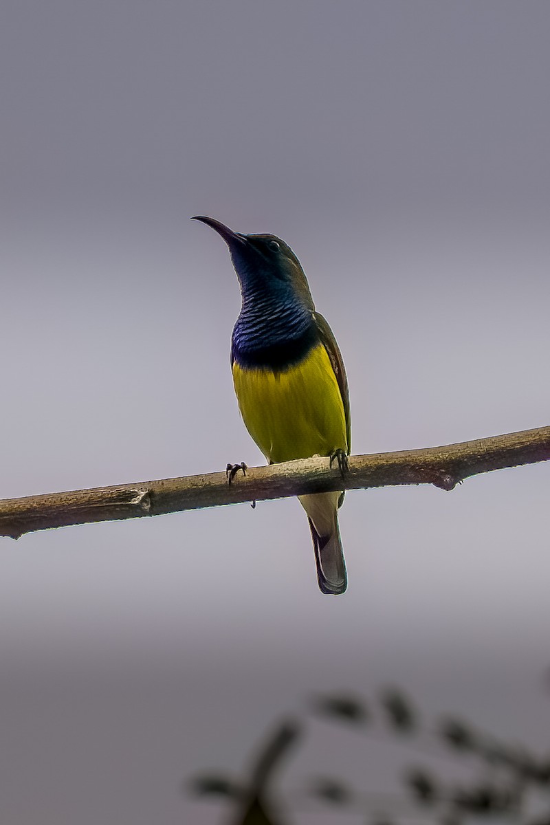 Zeytuni Sırtlı Nektarkuşu - ML645743740