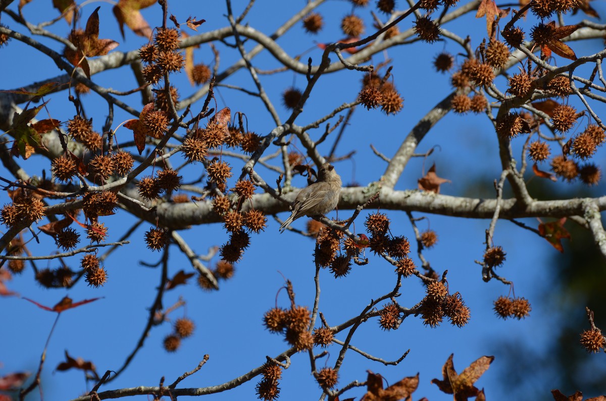 House Finch - ML645743743