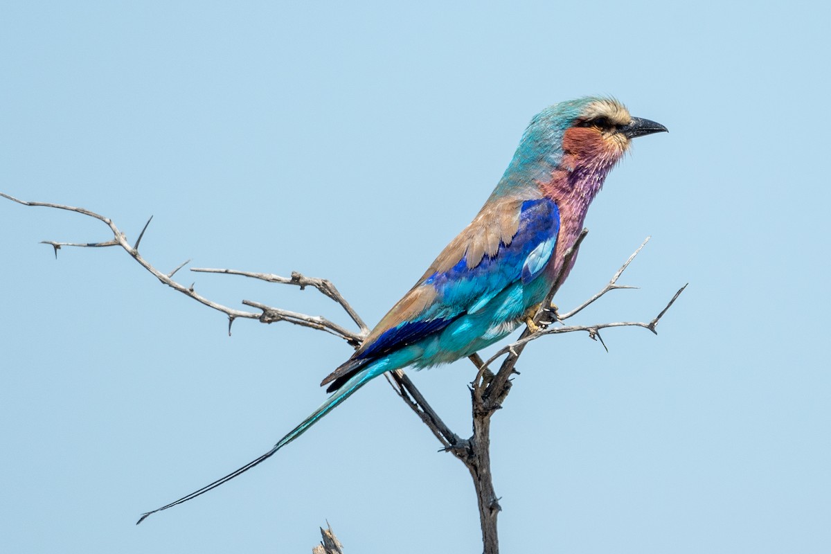 Leylak Renkli Gökkuzgun - ML645743744