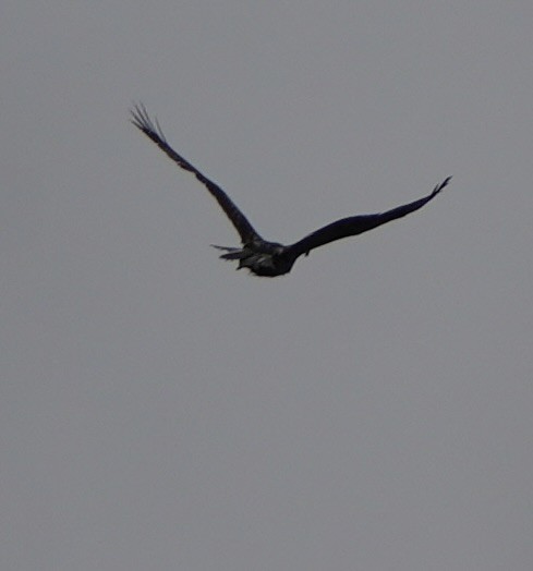 Golden Eagle - ML645743745