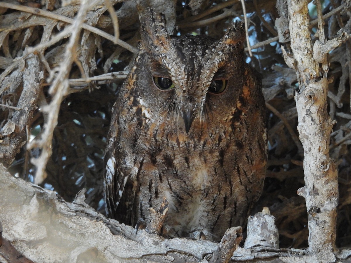 Madagascar Scops-Owl (Torotoroka) - ML645743746