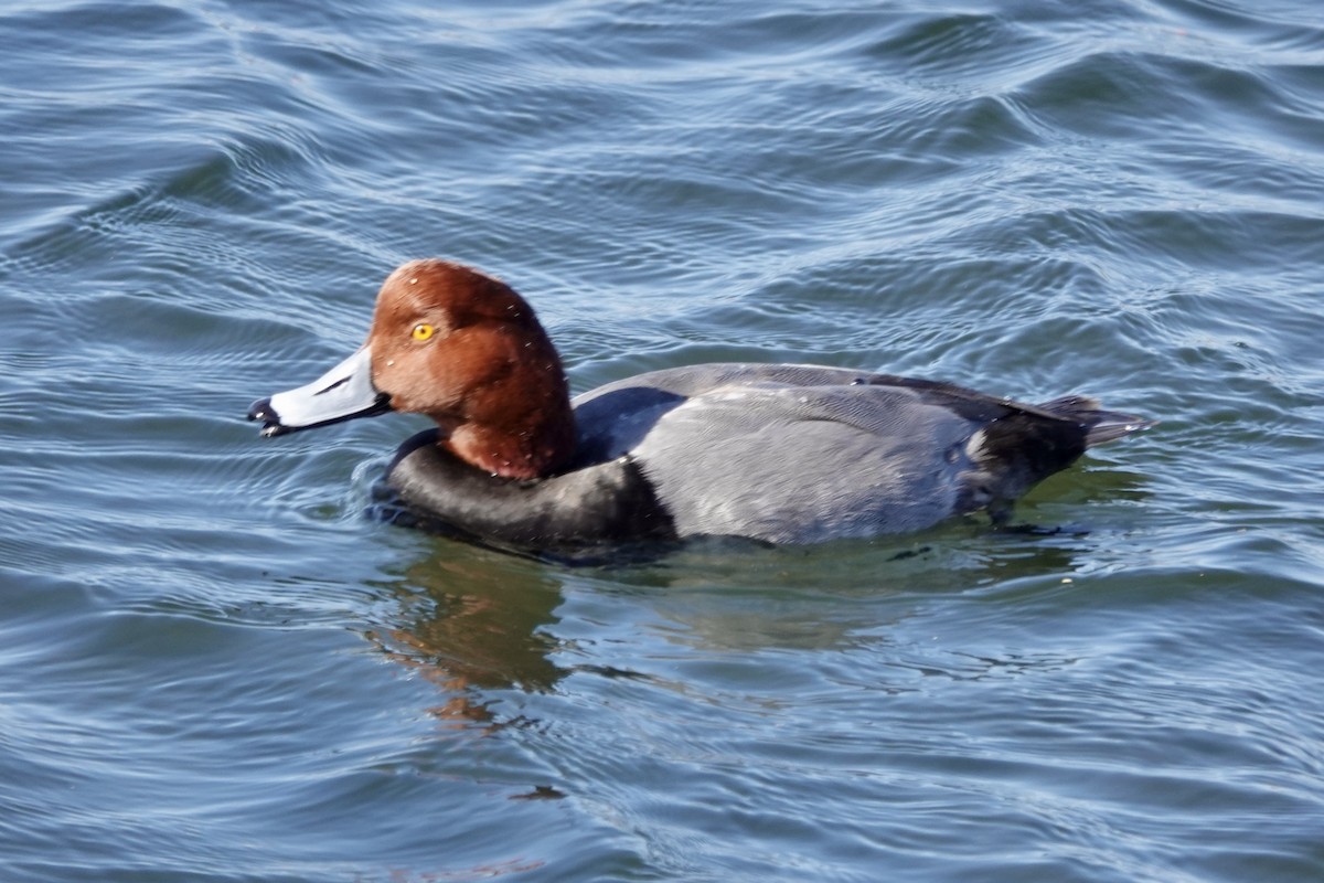 Redhead - ML645743747