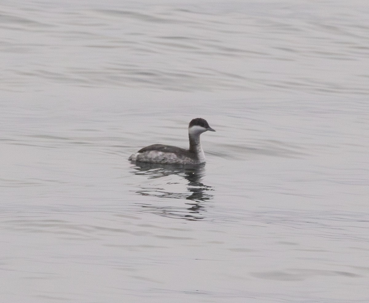 Horned Grebe - ML645743760
