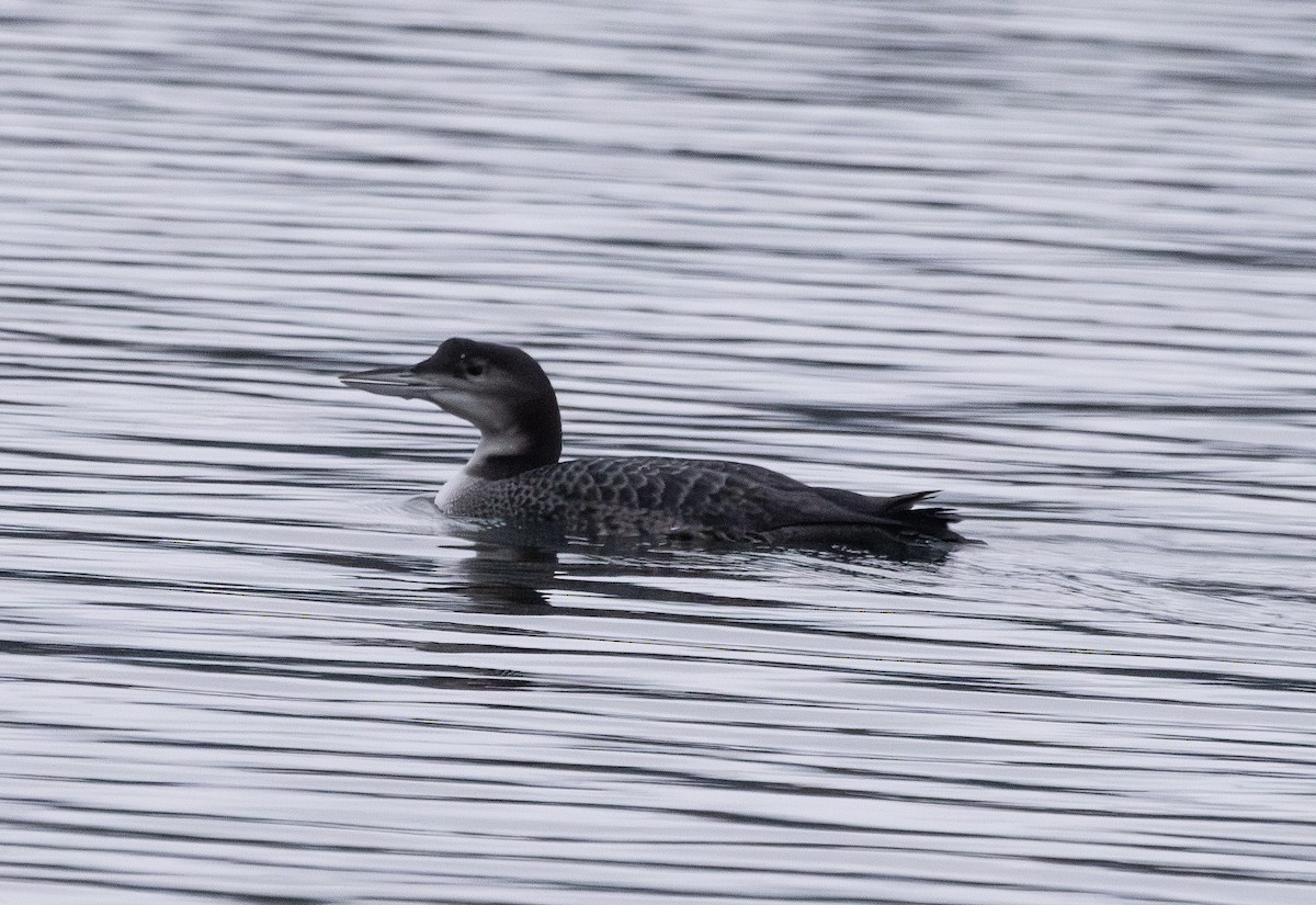 Common Loon - ML645743778
