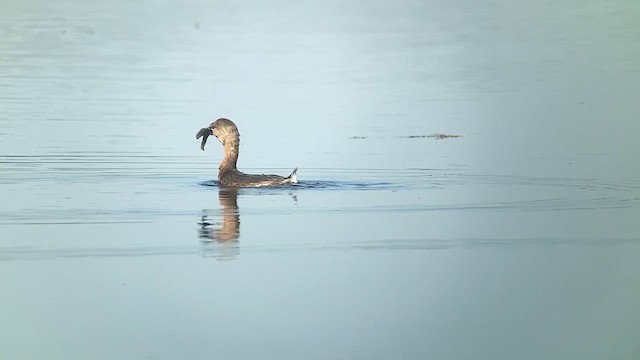 Пірникоза рябодзьоба - ML645743789
