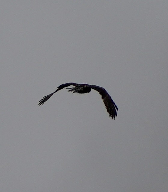 Golden Eagle - ML645743790