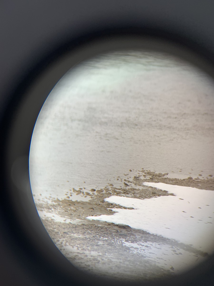 Killdeer - ML645743793