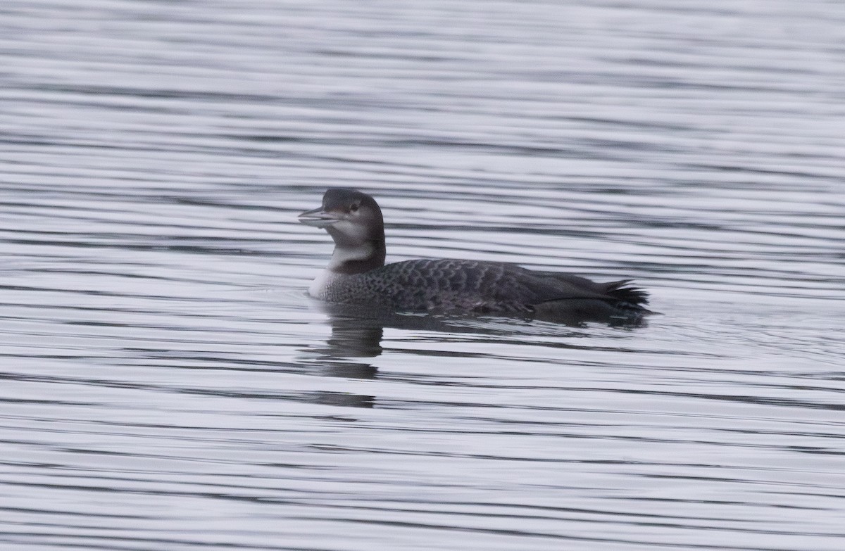 Common Loon - ML645743812