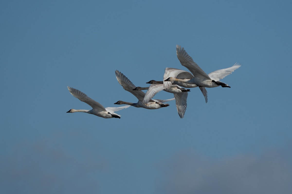 Trumpeter Swan - ML645743819