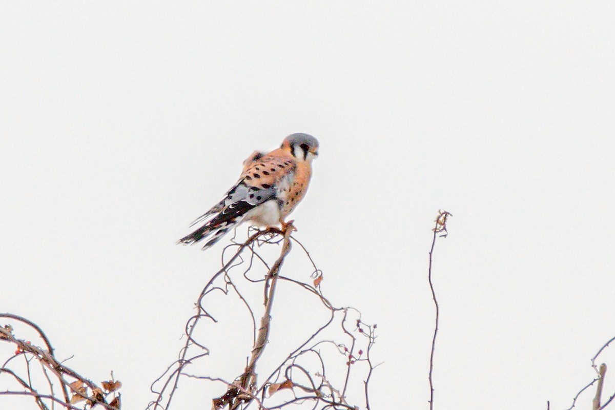 American Kestrel - ML645743821