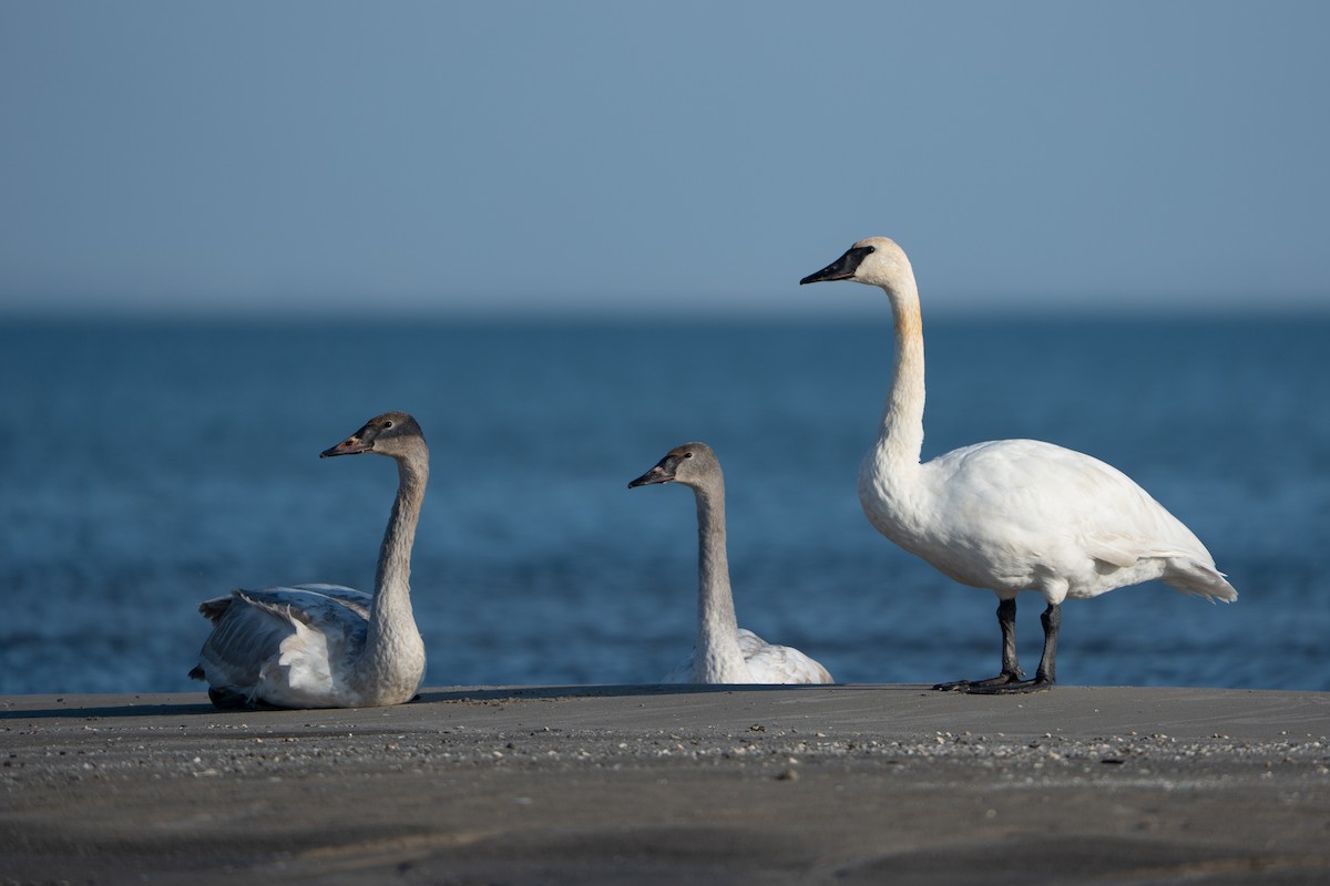 Trumpeter Swan - ML645743822