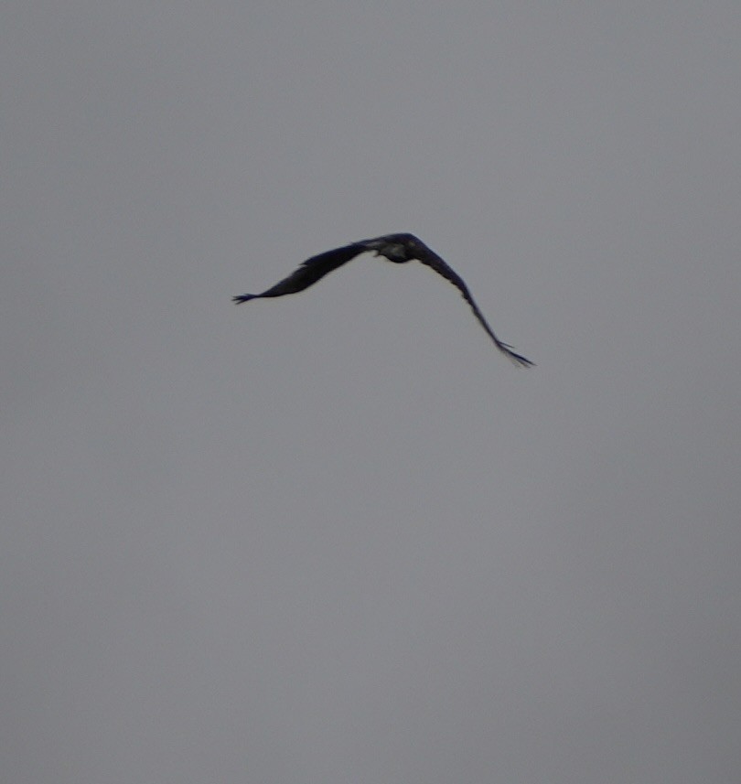 Golden Eagle - ML645743825