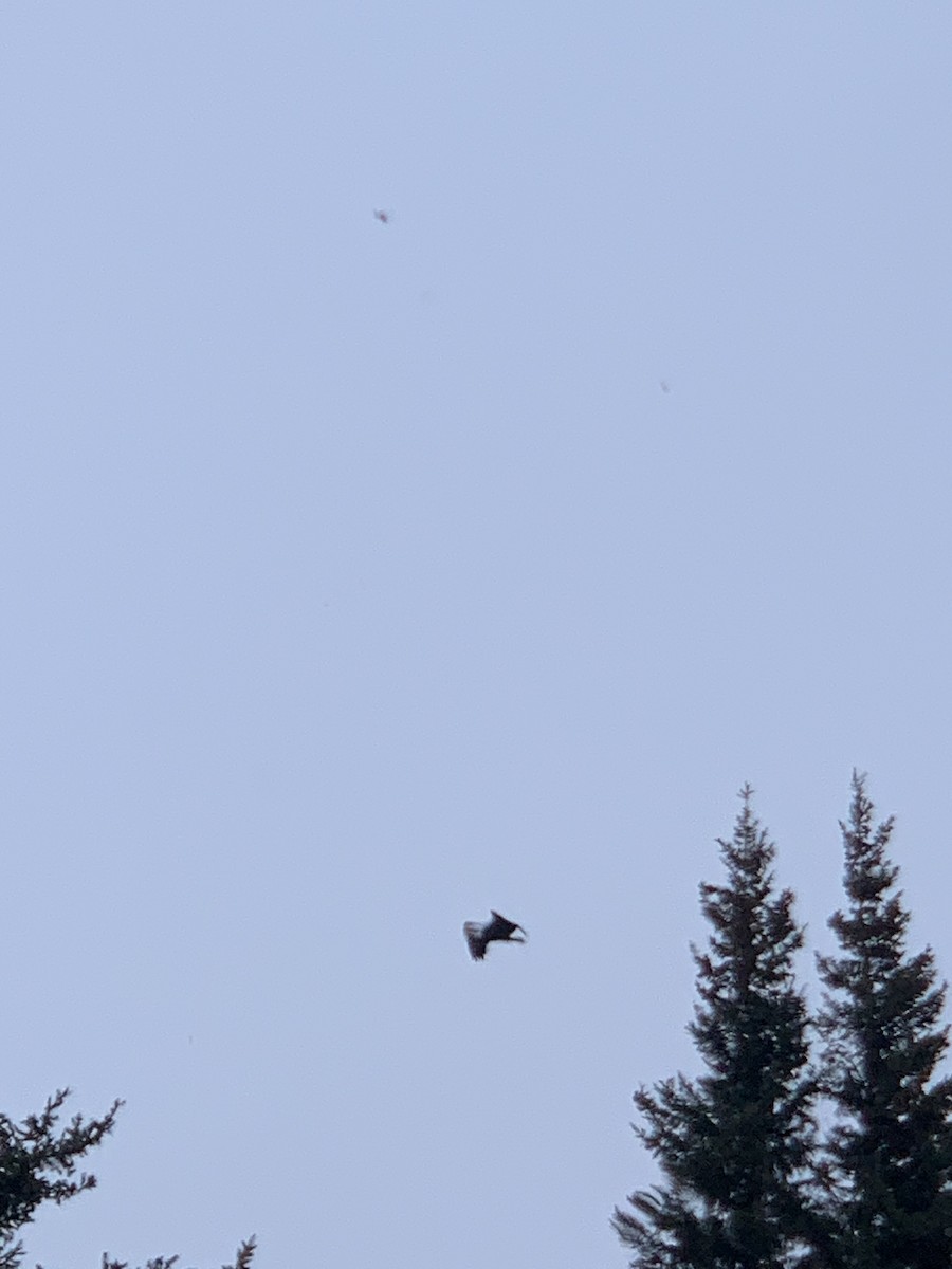 Bald Eagle - ML645743828