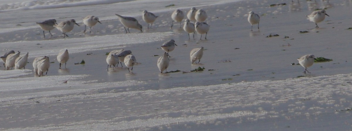 Песчанка - ML645743838