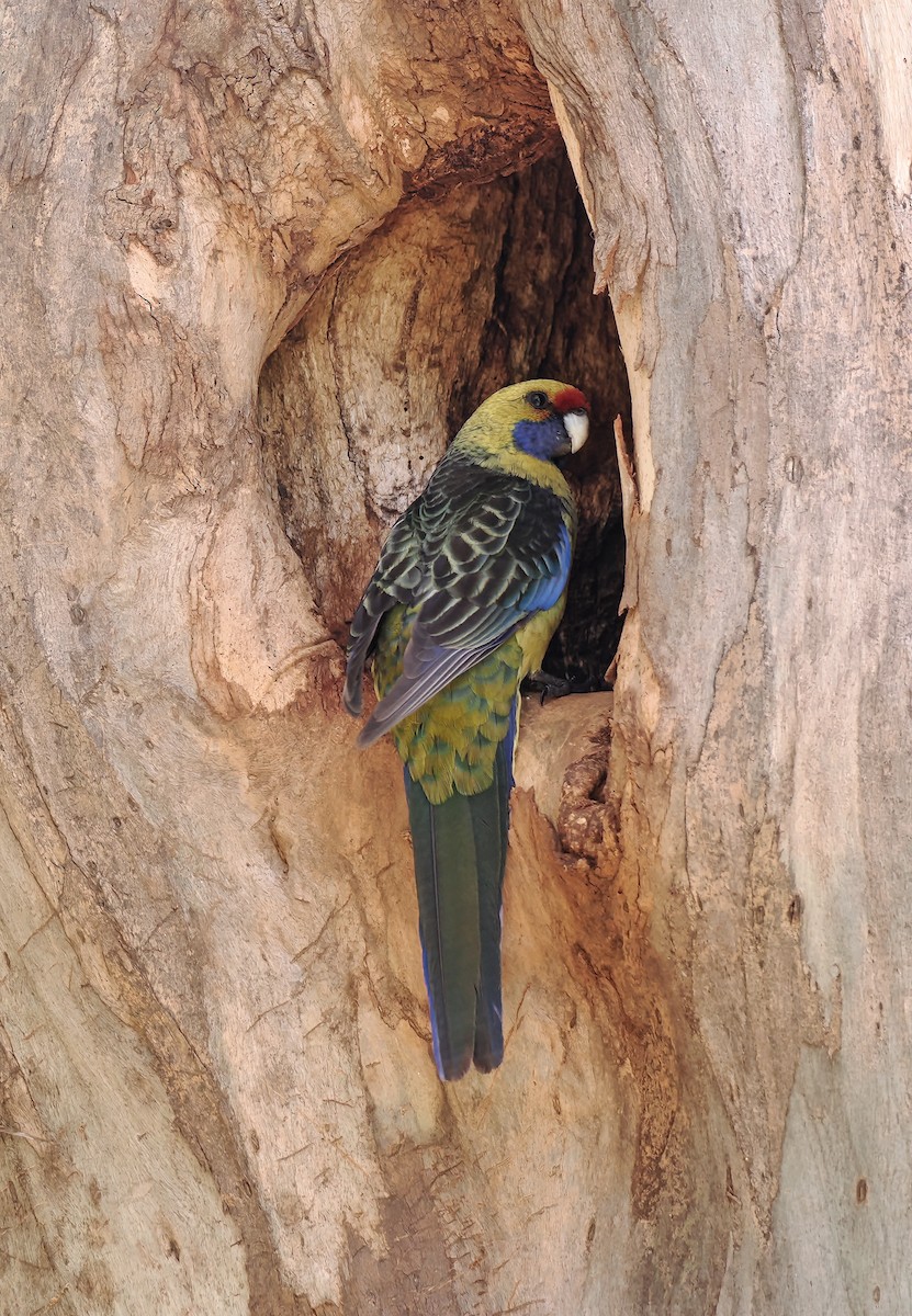 Green Rosella - ML645743843