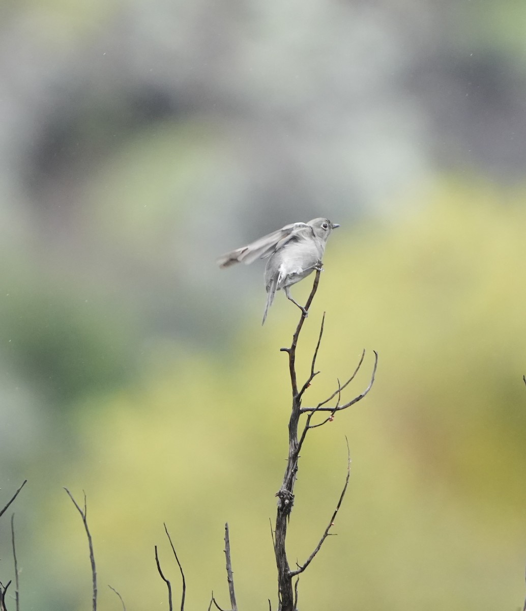 lesňák západní - ML645743844