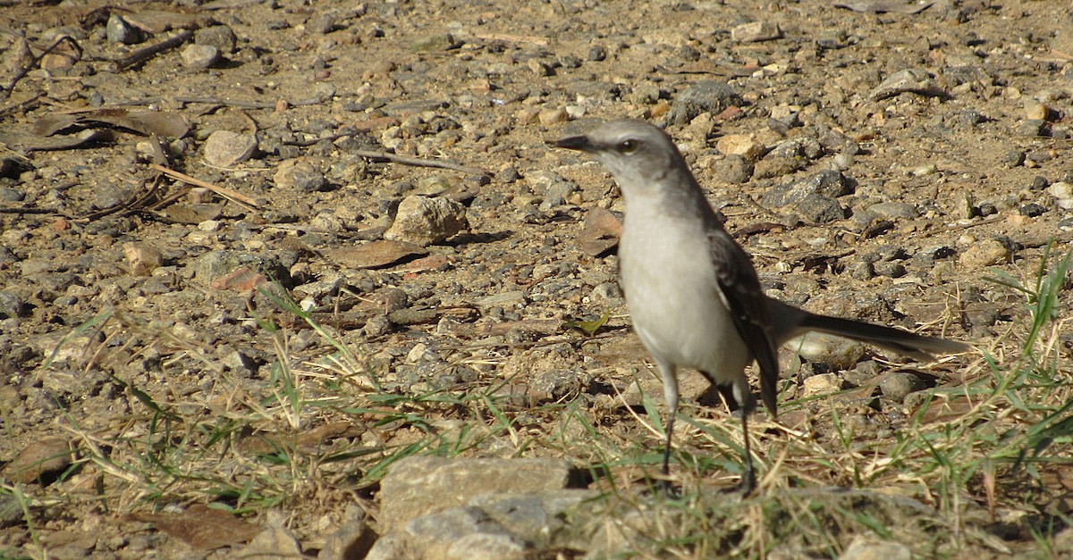 Tropical Mockingbird - ML645743847