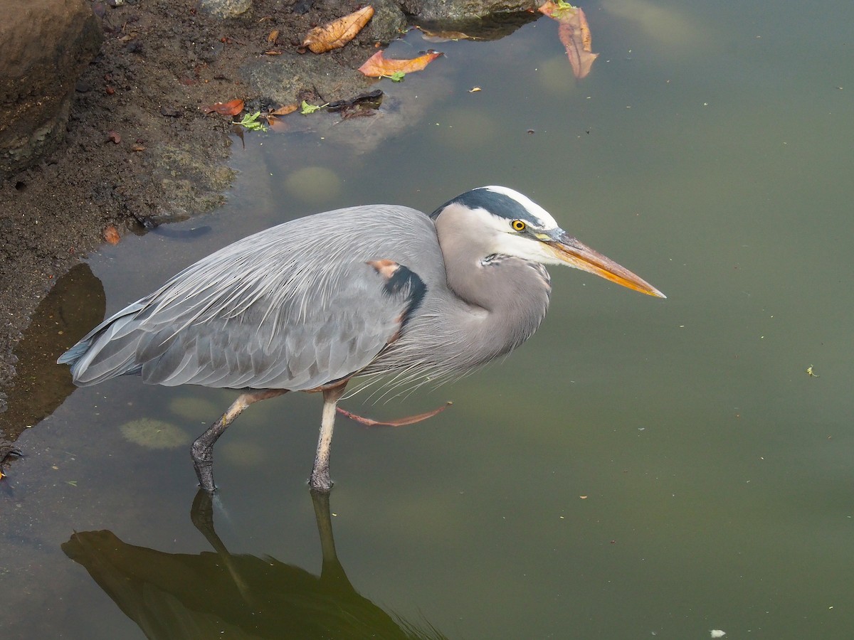 Great Blue Heron - ML645743853